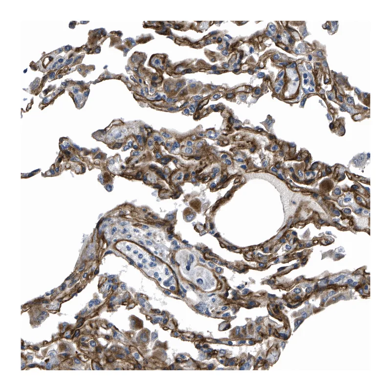 Atlas Antibodies Anti-MYO1C Antibody