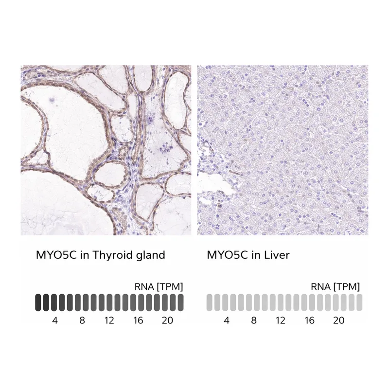 Atlas Antibodies Anti-MYO5C Antibody