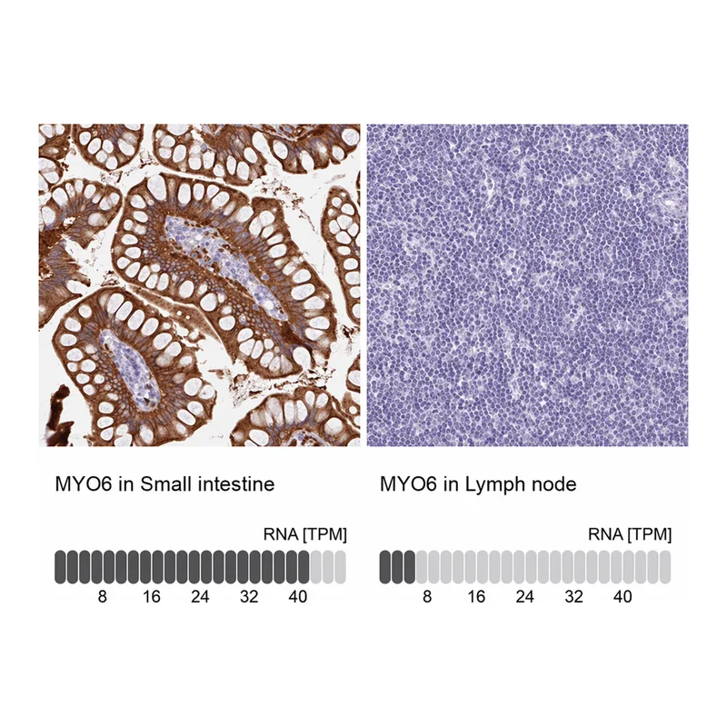 Atlas Antibodies Anti-MYO6 Antibody