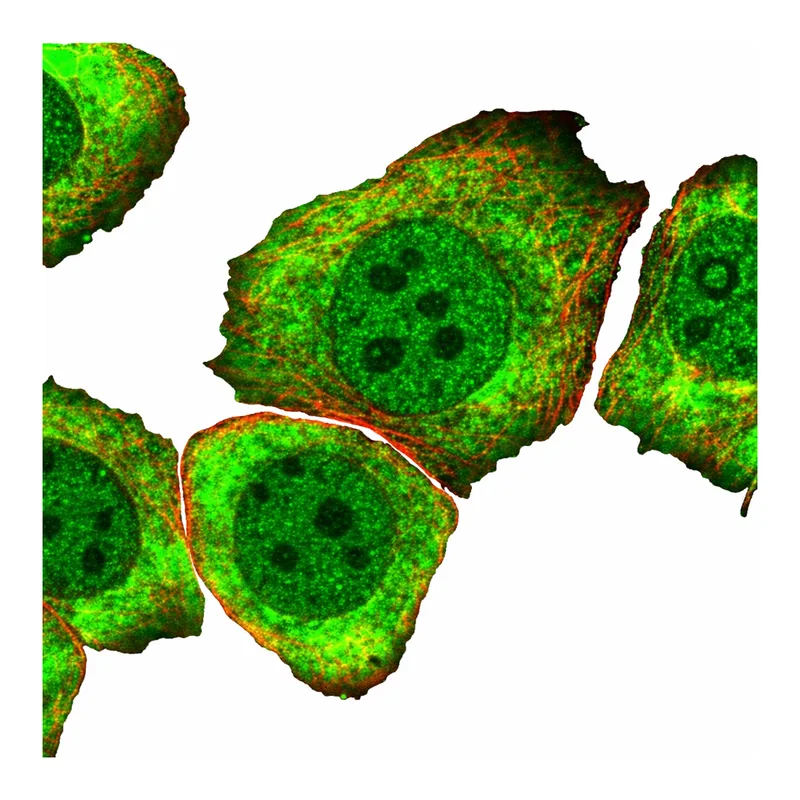 Atlas Antibodies Anti-MYO5C Antibody