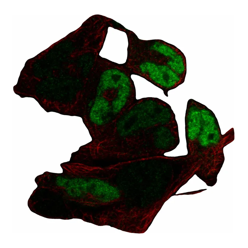 Atlas Antibodies Anti-MYOG Antibody