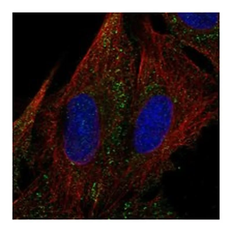 Atlas Antibodies Anti-MYOM3 Antibody