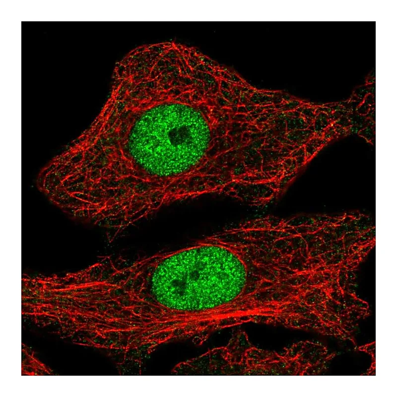 Atlas Antibodies Anti-MYPOP Antibody