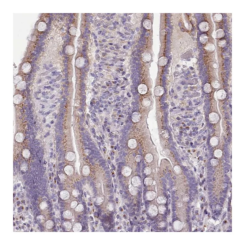Atlas Antibodies Anti-MYRFL Antibody