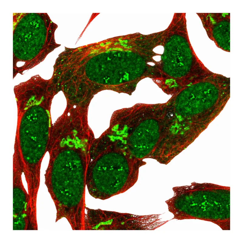Atlas Antibodies Anti-MYRIP Antibody