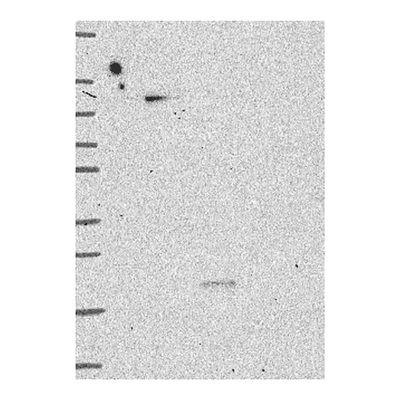 Atlas Antibodies Anti-MYSM1 Antibody