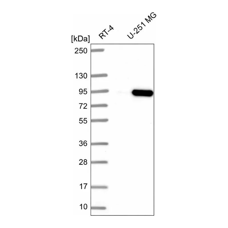 Atlas Antibodies Anti-MYSM1 Antibody