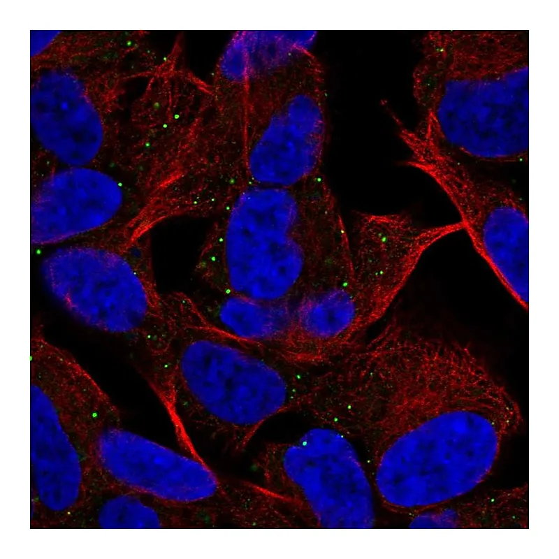 Atlas Antibodies Anti-MYT1L Antibody