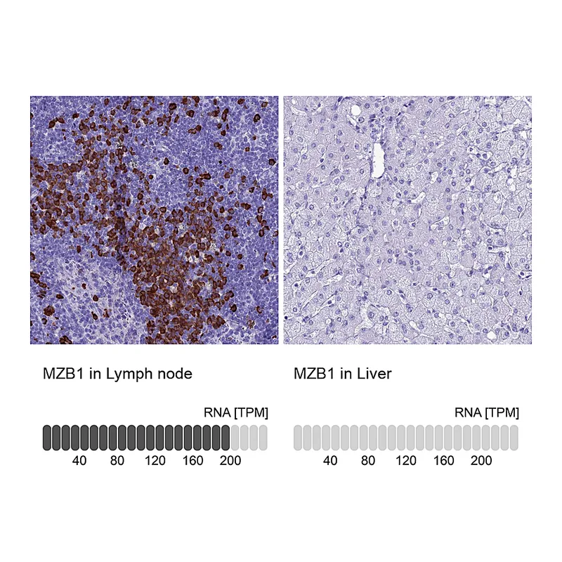 Atlas Antibodies Anti-MZB1 Antibody