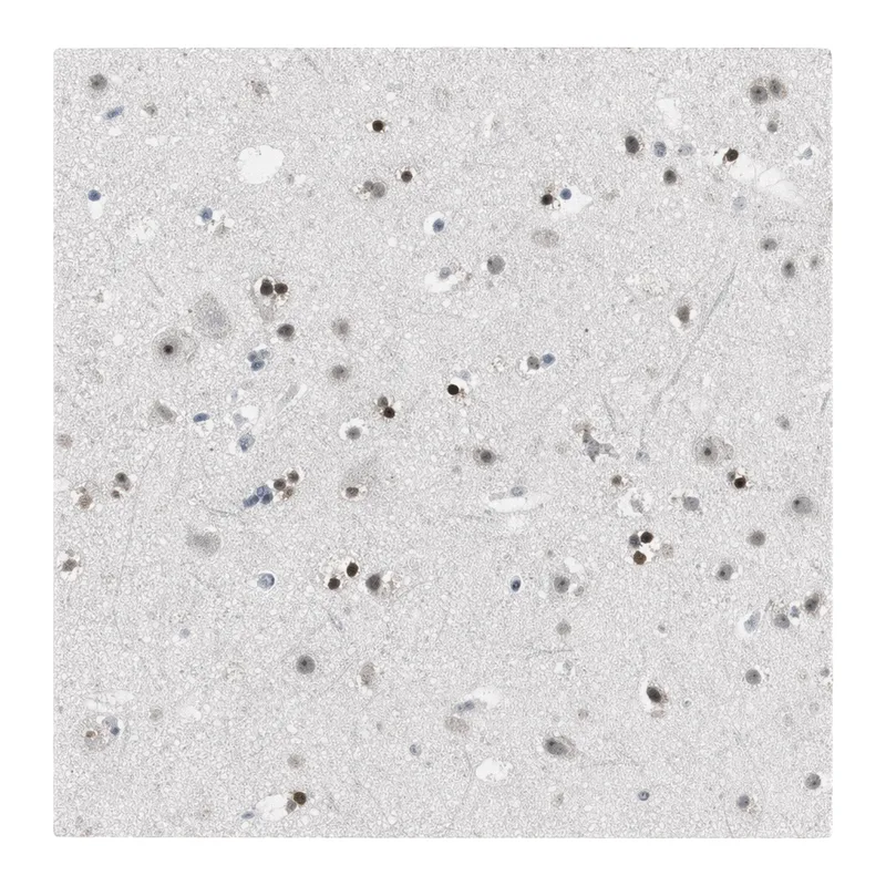 Atlas Antibodies Anti-MZF1 Antibody