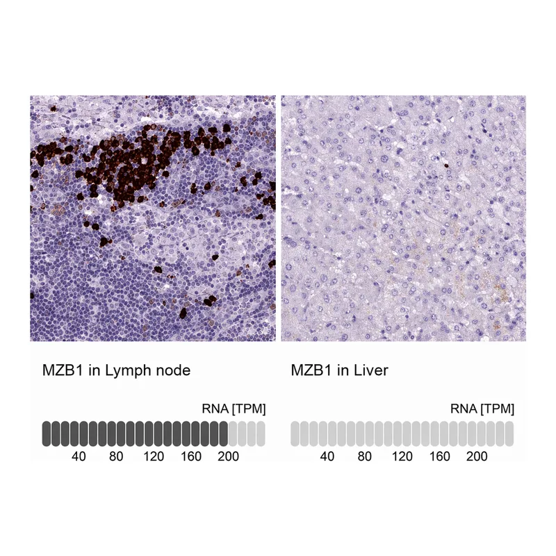 Atlas Antibodies Anti-MZB1 Antibody