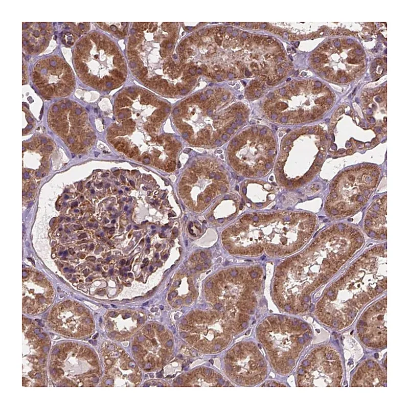 Atlas Antibodies Anti-MZT1 Antibody