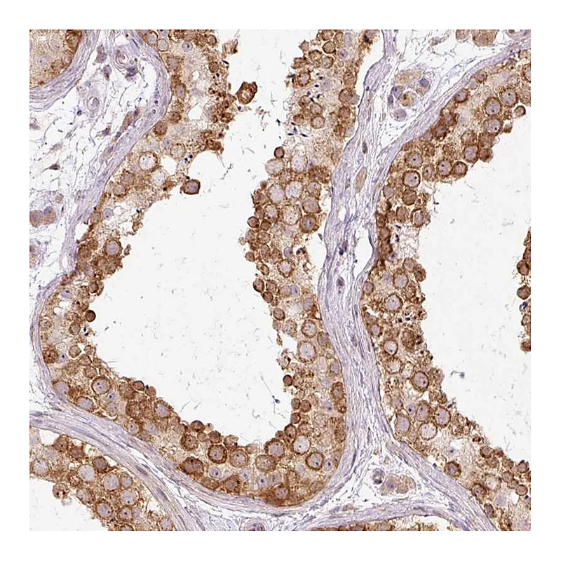 Atlas Antibodies Anti-MZT2A Antibody