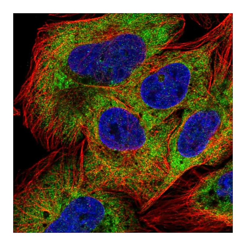 Atlas Antibodies Anti-NAA20 Antibody