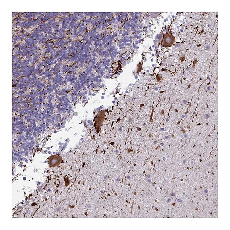 Atlas Antibodies Anti-NAA30 Antibody