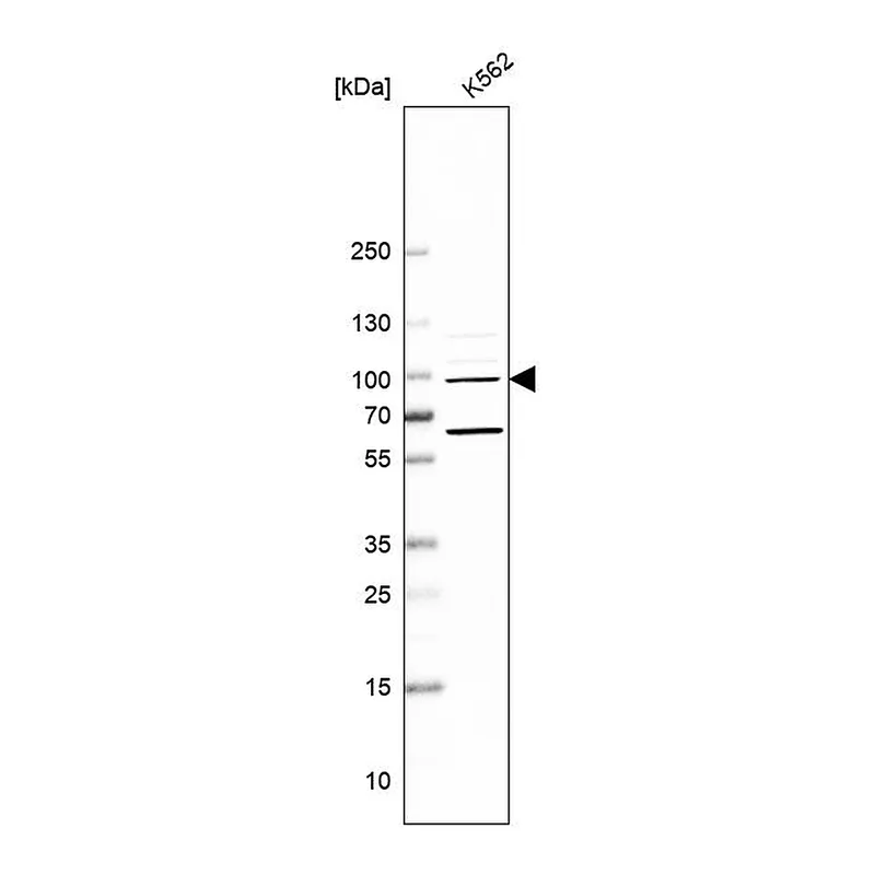 Atlas Antibodies Anti-NAA25 Antibody