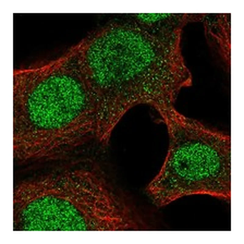 Atlas Antibodies Anti-NAA40 Antibody