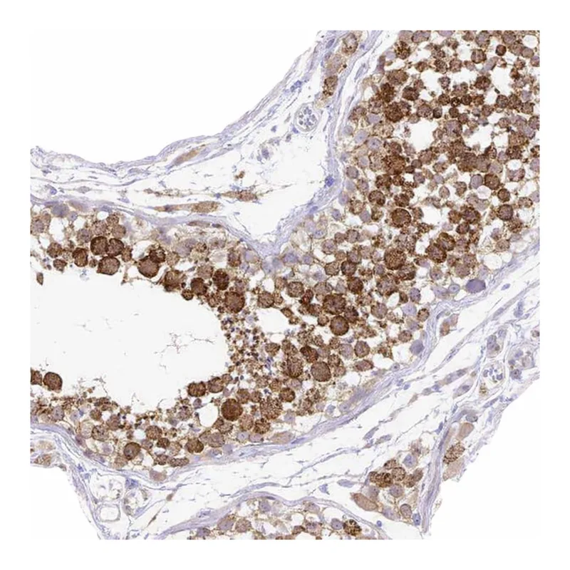 Atlas Antibodies Anti-NAALAD2 Antibody
