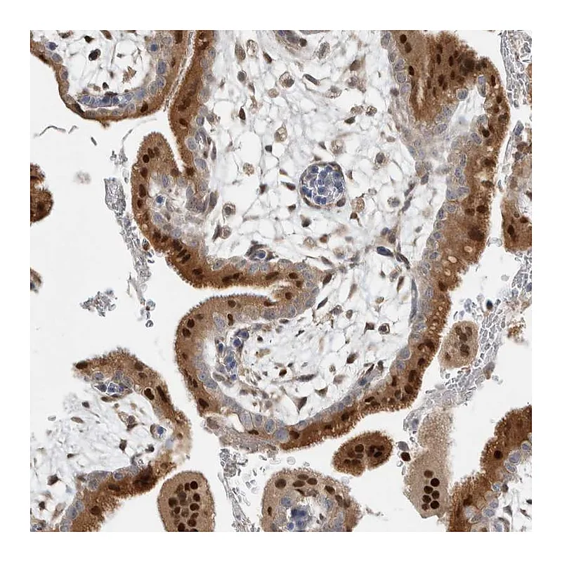 Atlas Antibodies Anti-NAB2 Antibody