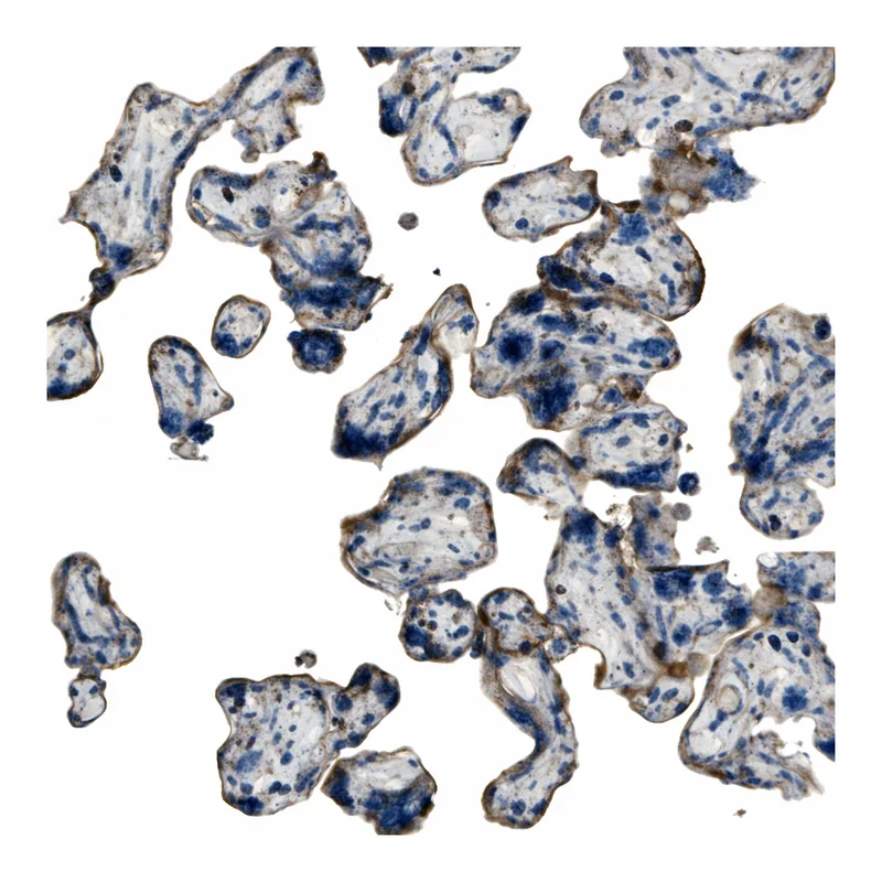 Atlas Antibodies Anti-NAALADL2 Antibody