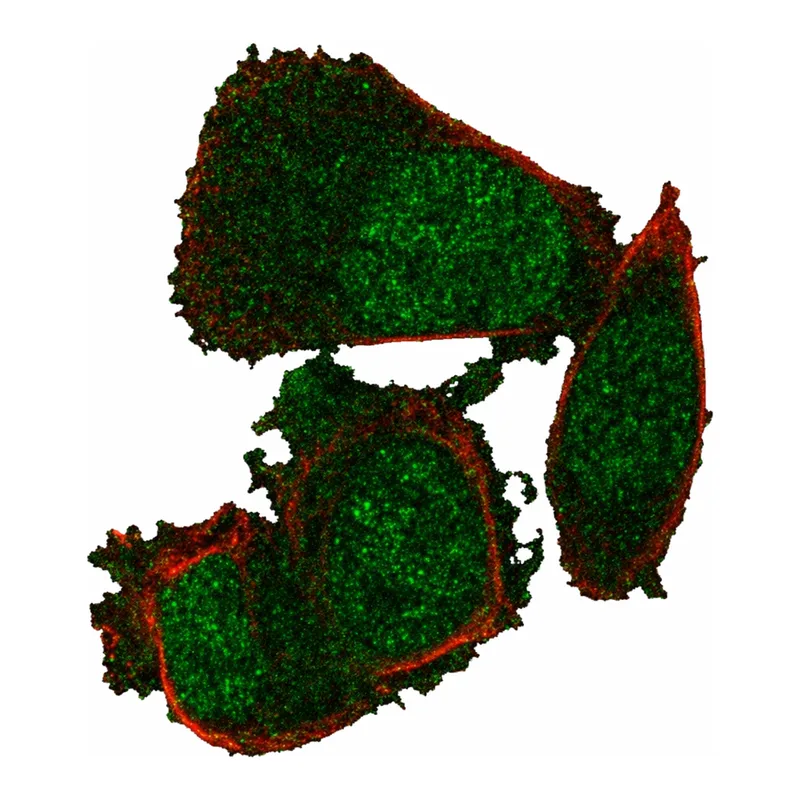Atlas Antibodies Anti-NABP1 Antibody