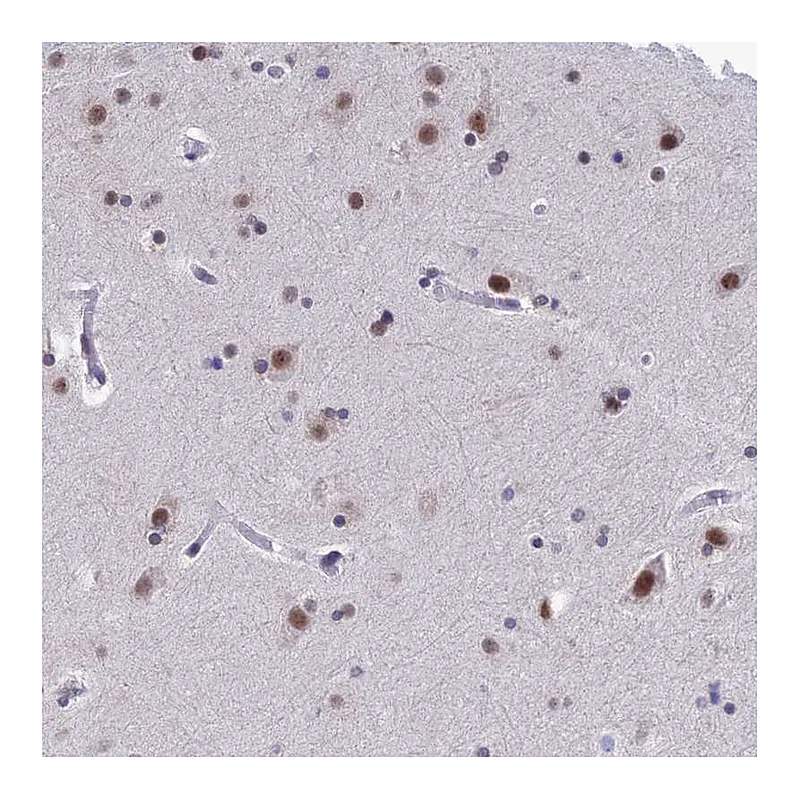 Atlas Antibodies Anti-NABP2 Antibody