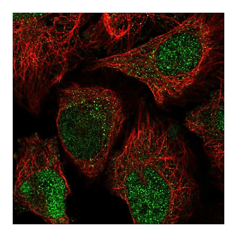 Atlas Antibodies Anti-NABP2 Antibody