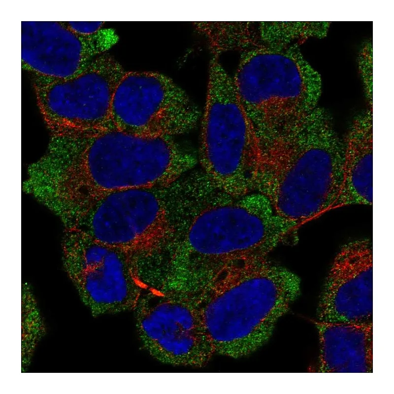 Atlas Antibodies Anti-NACA Antibody