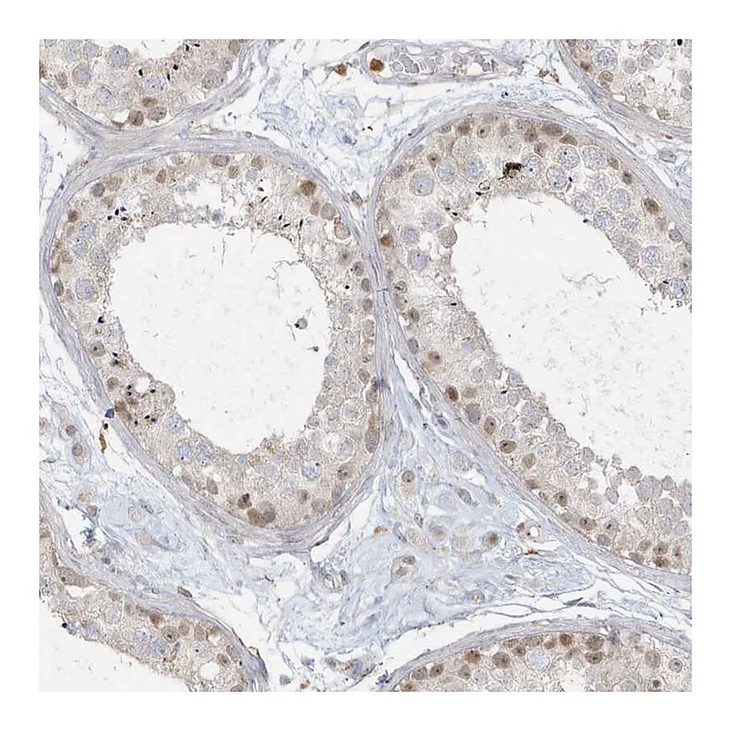 Atlas Antibodies Anti-NAF1 Antibody