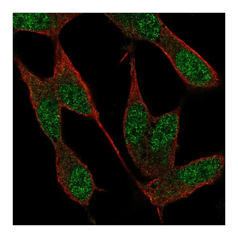 Atlas Antibodies Anti-NAF1 Antibody