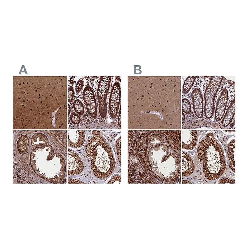 Atlas Antibodies Anti-NAE1 Antibody