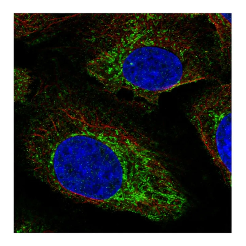 Atlas Antibodies Anti-NAGS Antibody