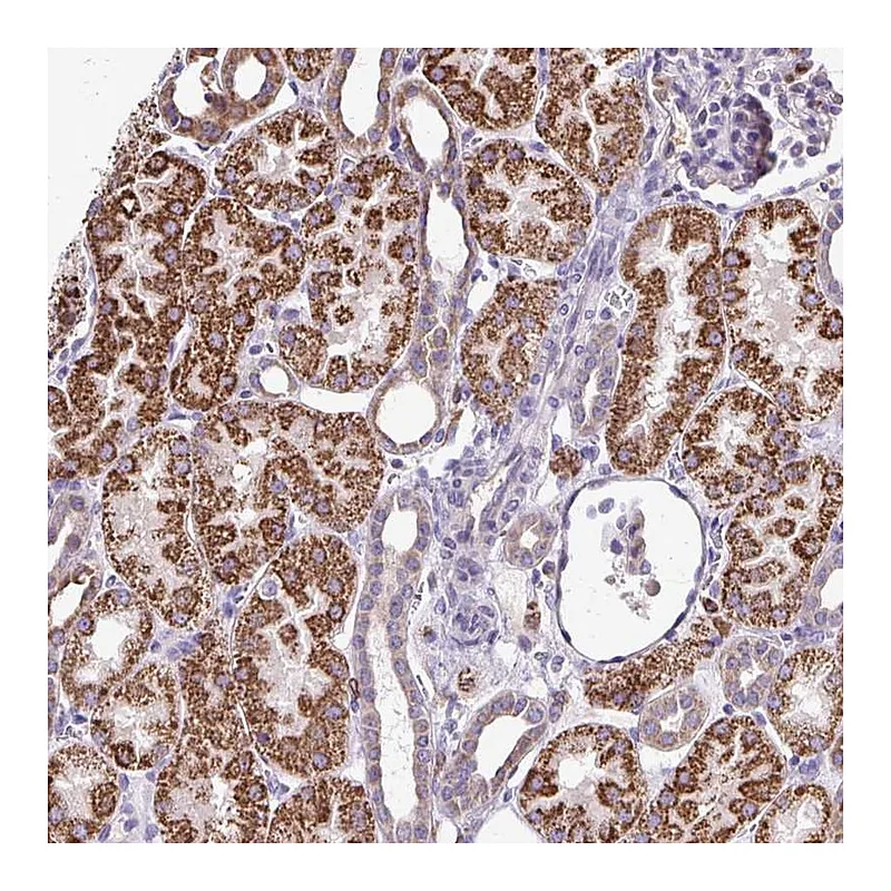 Atlas Antibodies Anti-NAGPA Antibody