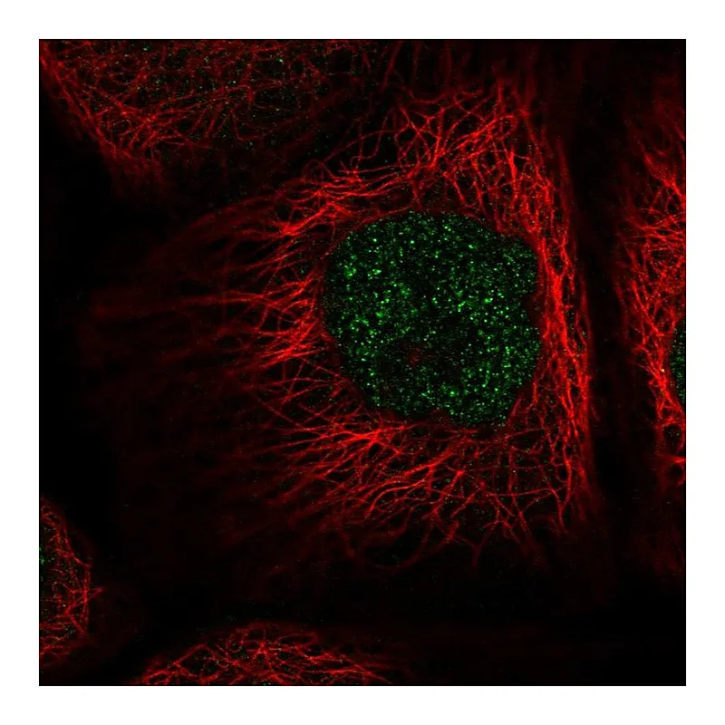 Atlas Antibodies Anti-NAIF1 Antibody