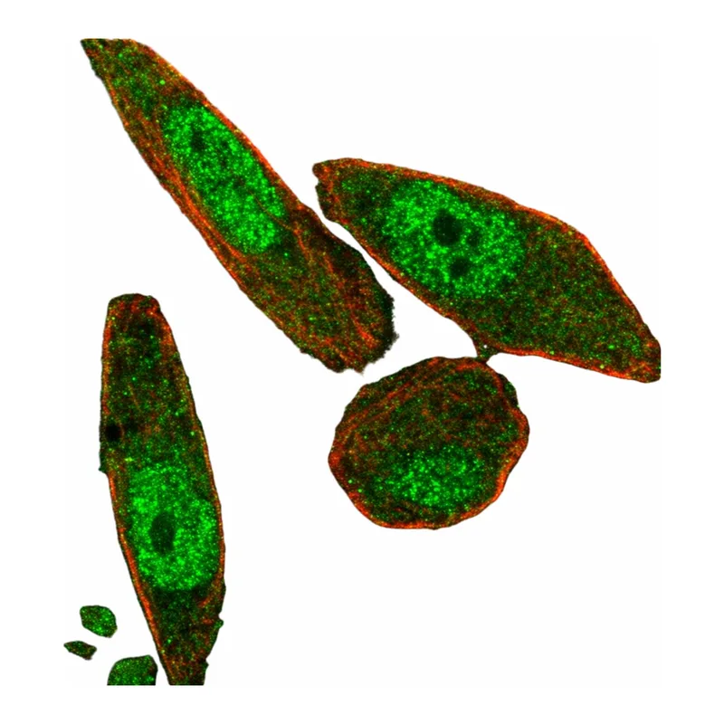 Atlas Antibodies Anti-NAIF1 Antibody