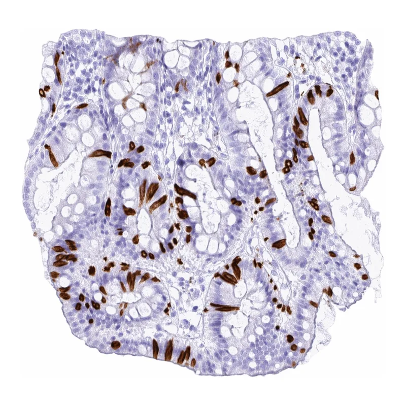 Atlas Antibodies Anti-NANOGNB Antibody
