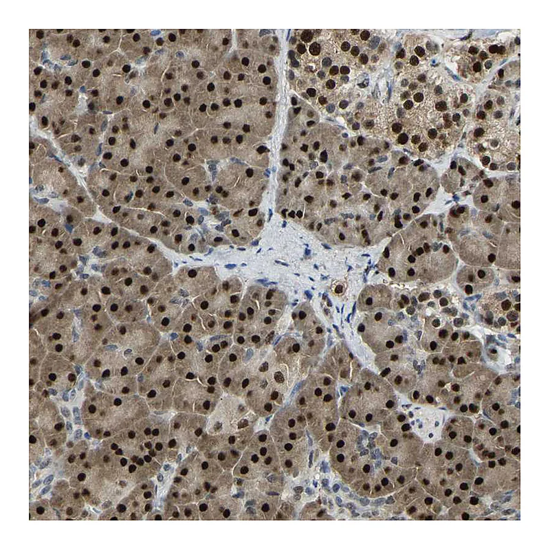 Atlas Antibodies Anti-NANS Antibody