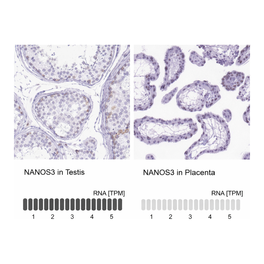 Atlas Antibodies Anti-NANOS3 Antibody