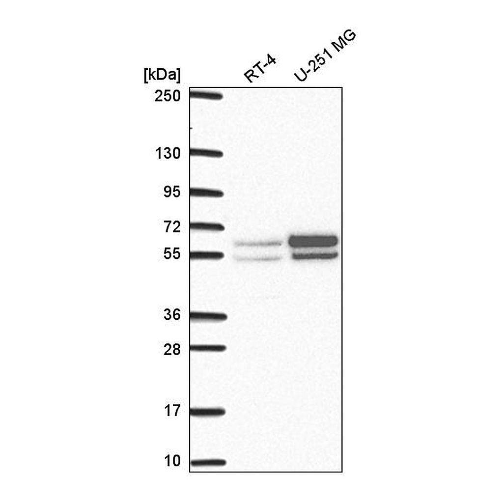 Atlas Antibodies Anti-NAP1L2 Antibody