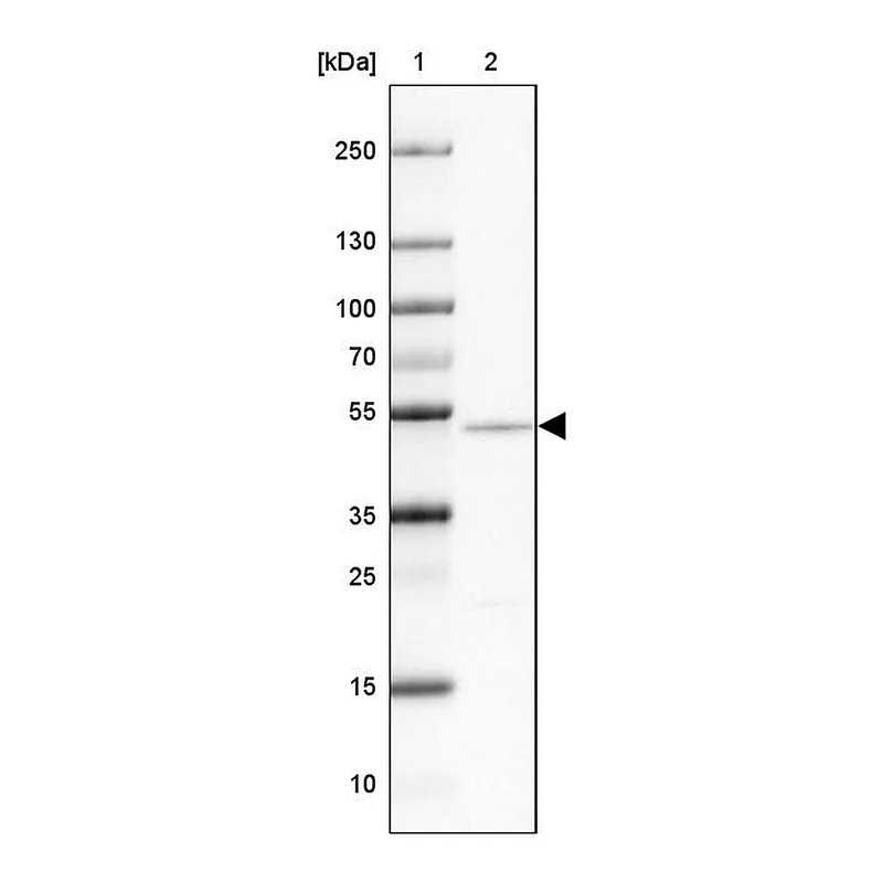 Atlas Antibodies Anti-NAP1L2 Antibody