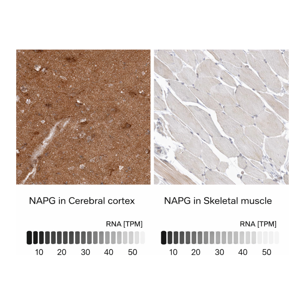 Atlas Antibodies Anti-NAPG Antibody