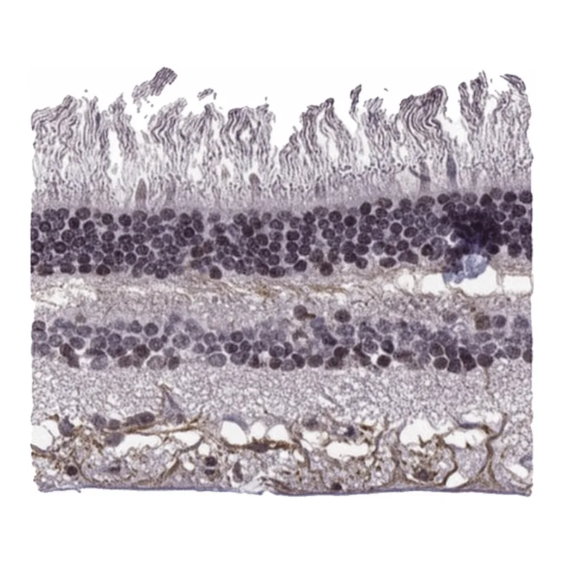 Merck Anti-MTNR1B antibody produced in rabbit