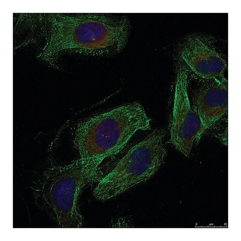 Merck Anti-PXN (Ab-88) antibody produced in rabbit