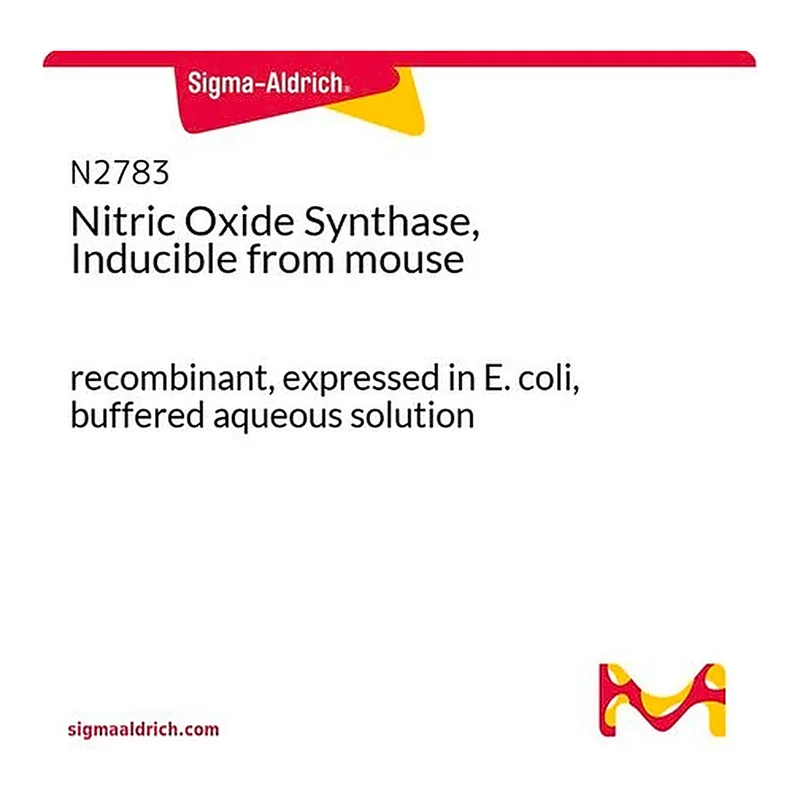 Merck Nitric Oxide Synthase, Inducible from mouse