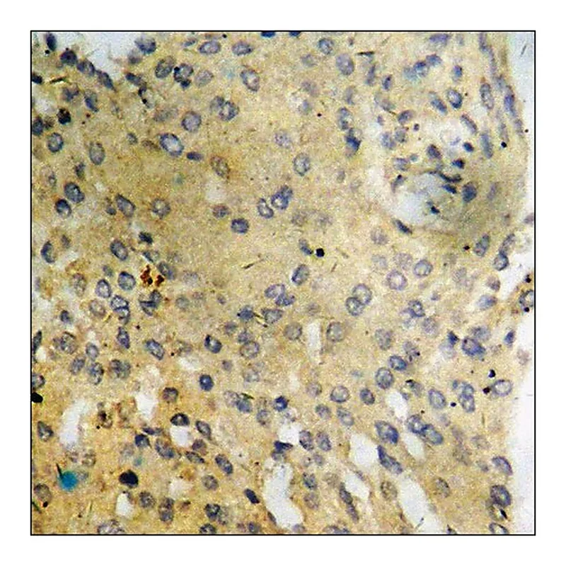 Merck Anti-phospho-PI3-kinase p85-alpha/gamma (pTyr467/199) antibody produced in rabbit
