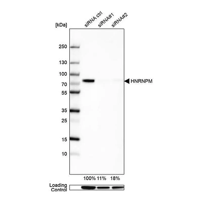 Merck Anti-HNRNPM antibody produced in rabbit