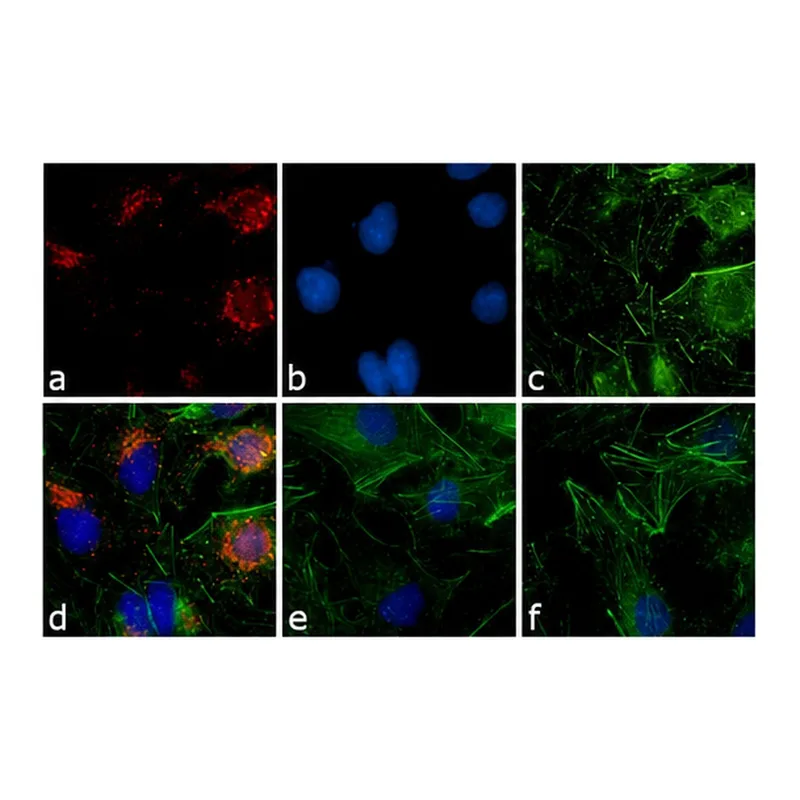 Thermo Fisher Scientific Goat anti-Rabbit IgG (H+L) Secondary Antibody, TRITC