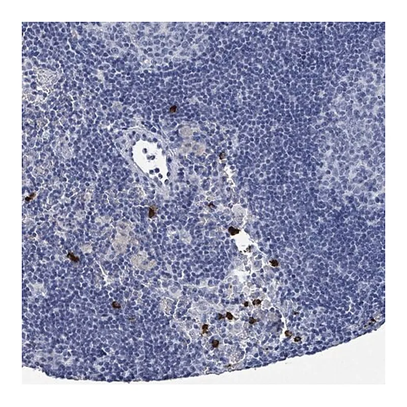 Merck Anti-VPS13D antibody produced in rabbit