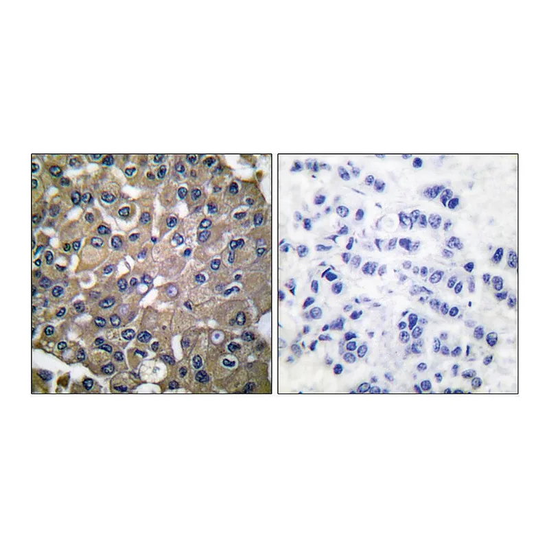 Merck Anti-MMP-9 antibody produced in rabbit