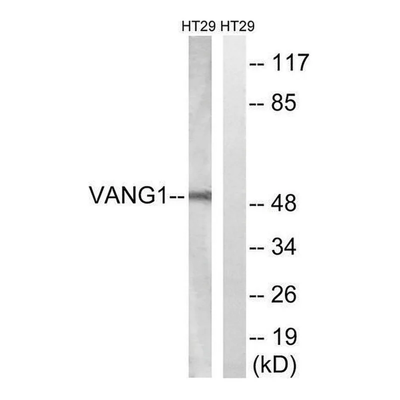 Merck Anti-VANGL1 antibody produced in rabbit